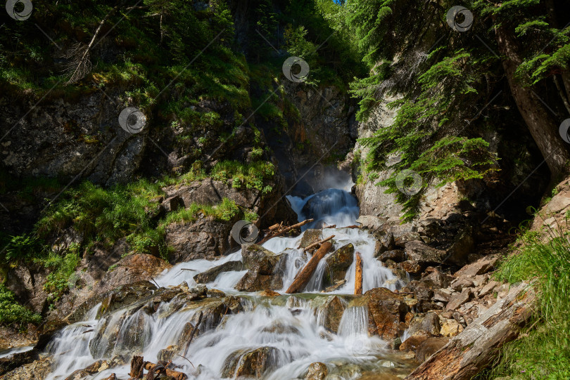 Скачать Горная река течет среди валунов и соснового леса фотосток Ozero