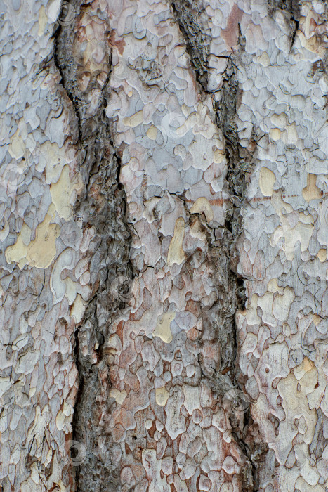 Скачать Деревянная текстура. Ствол дерева, концепция природы фотосток Ozero