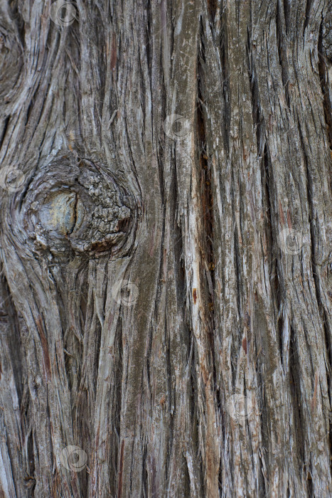 Скачать Текстура и фон сухой коры дерева, концепция природы фотосток Ozero