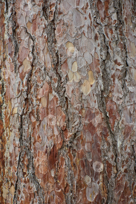 Скачать Деревянная текстура и фон. Ствол дерева, концепция природы фотосток Ozero
