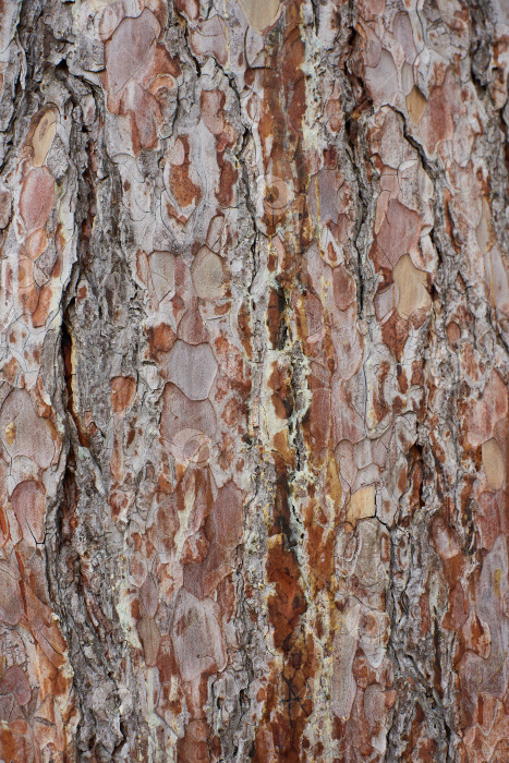 Скачать Деревянная текстура. Ствол дерева, концепция природы фотосток Ozero