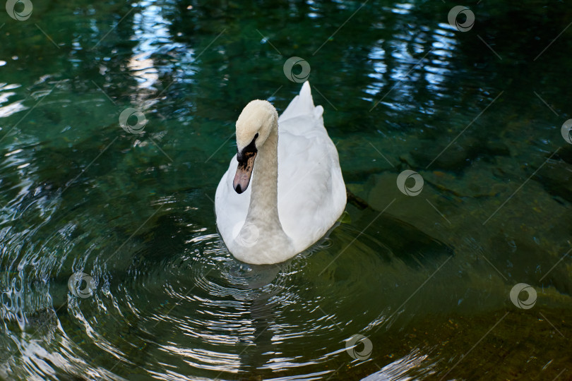 Скачать Безмолвный лебедь в пруду с прозрачной водой фотосток Ozero