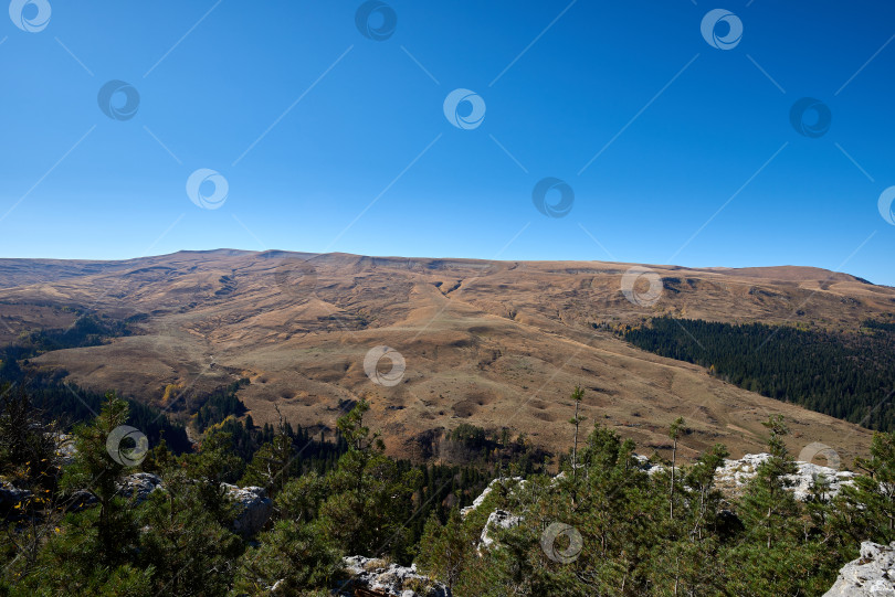 Скачать Альпийское плато с хвойным лесом, голубое небо фотосток Ozero