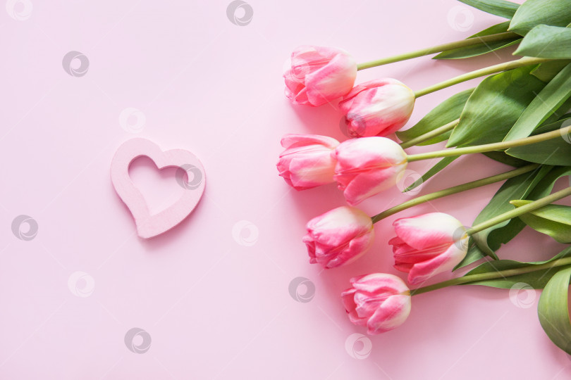 Скачать Розовые цветы тюльпана расположены на розовом фоне. Вид сверху, плоская местность. Пустое место для текста. Концепция весны. Женский день. День матери. фотосток Ozero