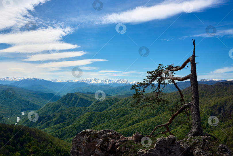 Скачать Одинокая сосна на фоне горных хребтов фотосток Ozero