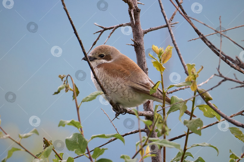 Скачать Красноспинный сорокопут Ланиус коллурио. Женский фотосток Ozero