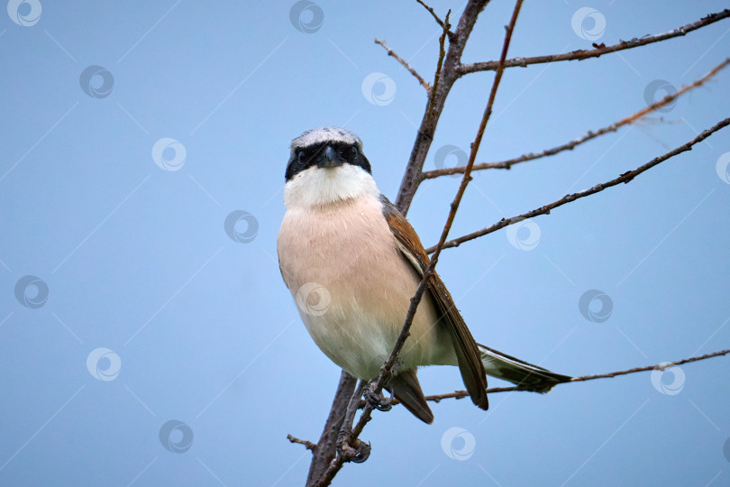 Скачать Красноспинный сорокопут Lanius collurio самец фотосток Ozero