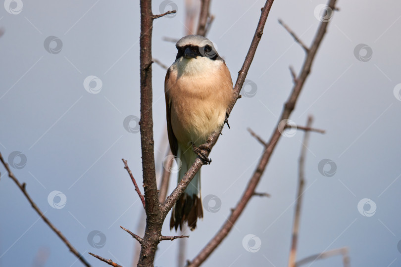 Скачать Красноспинный сорокопут Lanius collurio самец фотосток Ozero