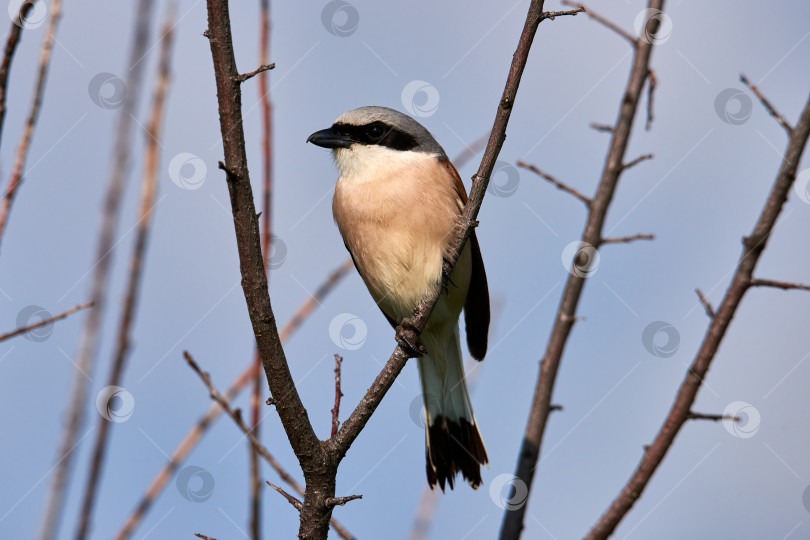 Скачать Красноспинный сорокопут Lanius collurio самец фотосток Ozero