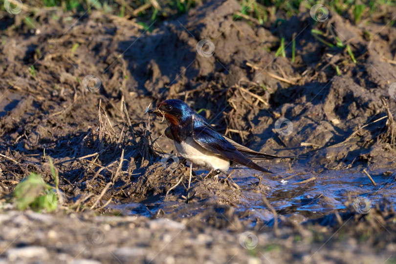 Скачать Амбарная ласточка (Hirundo rustica) крупным планом. Собирает строительный материал для гнезда фотосток Ozero