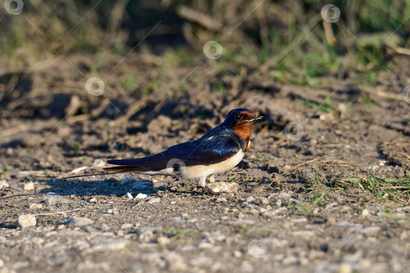 Скачать Амбарная ласточка (Hirundo rustica) крупным планом. Собирает строительный материал для гнезда фотосток Ozero