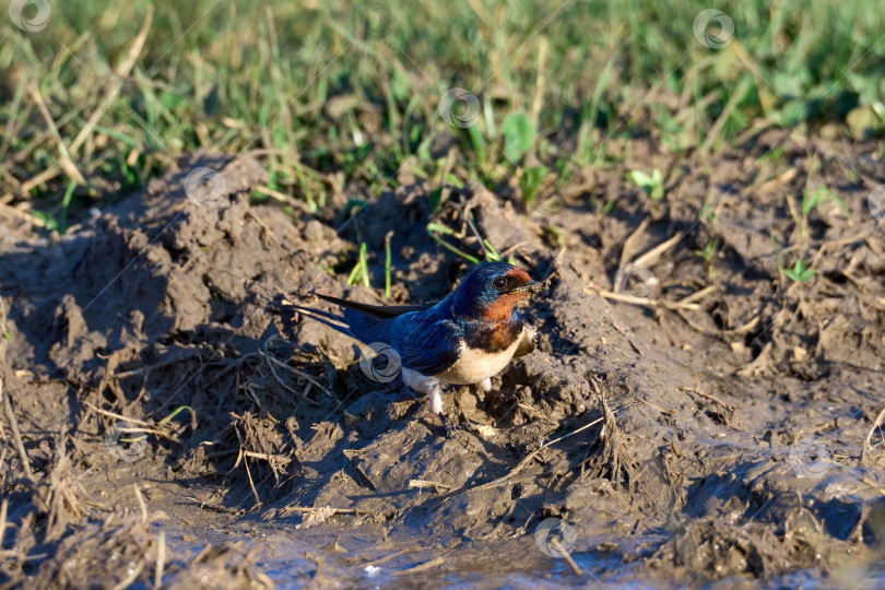 Скачать Амбарная ласточка (Hirundo rustica) крупным планом. Собирает строительный материал для гнезда фотосток Ozero