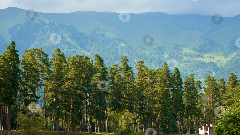 Скачать Сосновый лес на закате на фоне зеленого горного хребта Архыз Северный Кавказ Россия фотосток Ozero