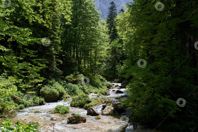 Скачать Горный ручей в зеленом лесу с красивыми перекатами фотосток Ozero