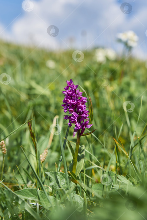 Скачать Западная болотная орхидея Dactylorhiza majalis фотосток Ozero