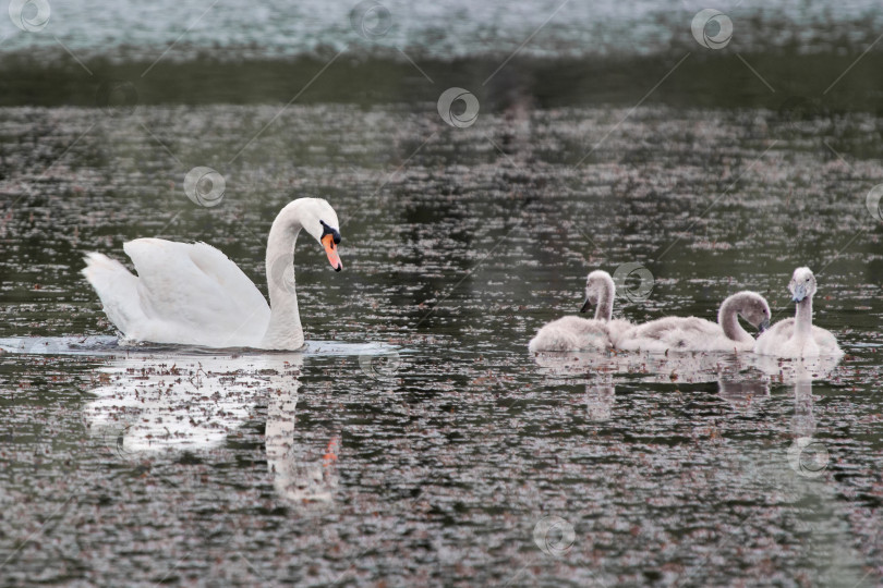 Скачать Лебедь и птенцы на озере. фотосток Ozero