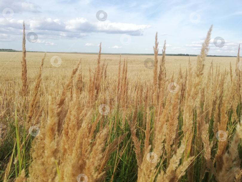 Скачать Сухая трава на фоне скошенного поля и голубого неба фотосток Ozero