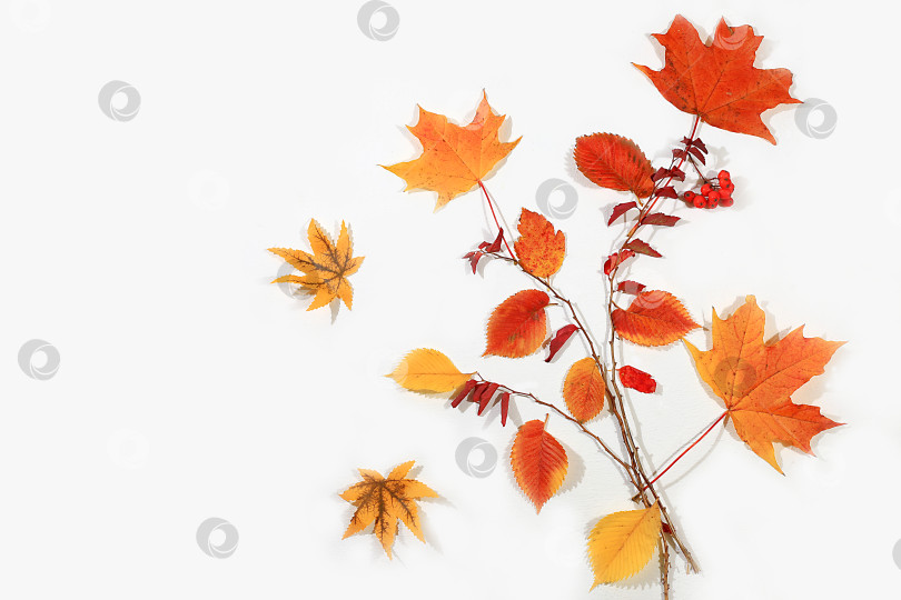 Скачать Осенняя абстрактная композиция с кленовыми листьями, концепция "Привет, осень", день благодарения и сезонный фон, баннер или заставка, поздравительная открытка или приглашение с местом для текста, выборочный фокус, фотосток Ozero