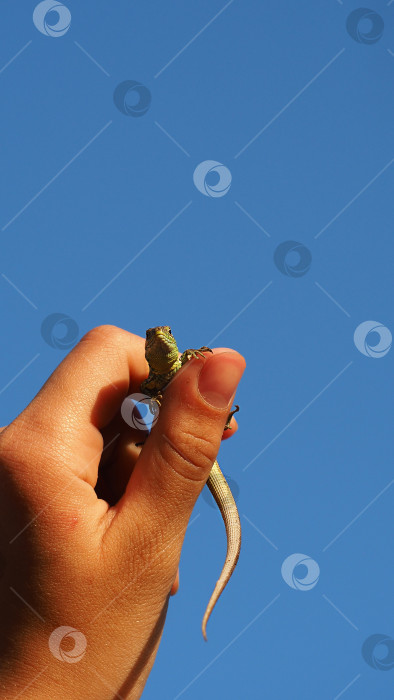 Скачать Маленькая зеленая ящерица сидит на пальце девочки и смотрит на нее на фоне голубого ясного неба с местом для вставки фотосток Ozero