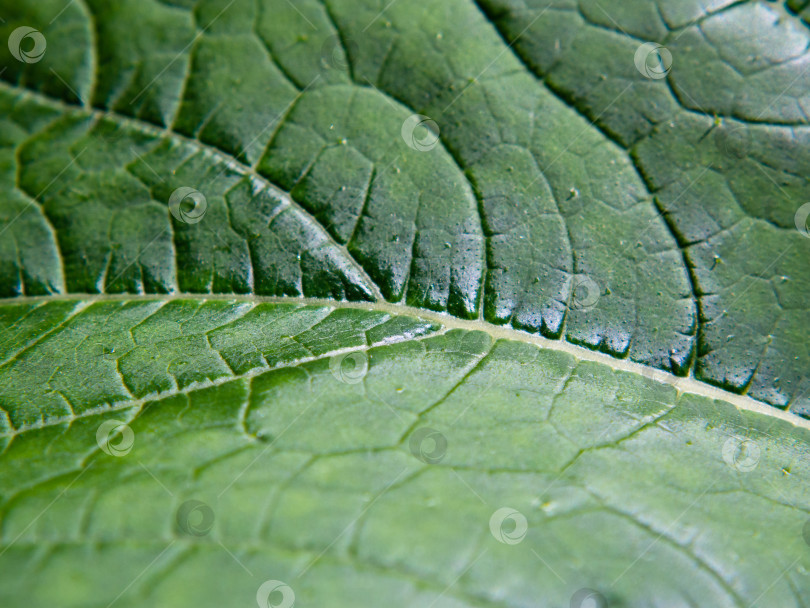Скачать Абстрактный естественный фон - текстура поверхности зеленого листа крупным планом, небольшая глубина резкости в центре фотосток Ozero