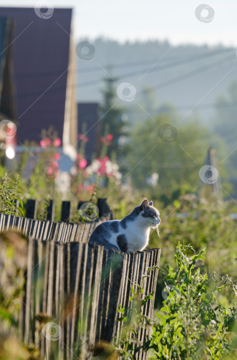 Скачать кошка, сидящая на деревянном заборе ранним летним утром фотосток Ozero