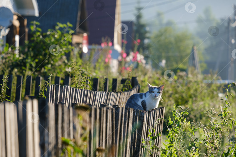 Скачать кошка, сидящая на деревянном заборе ранним летним утром фотосток Ozero