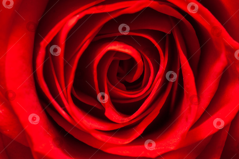 Скачать макросъемка лепестков бутона красной розы крупным планом с высоты птичьего полета фотосток Ozero