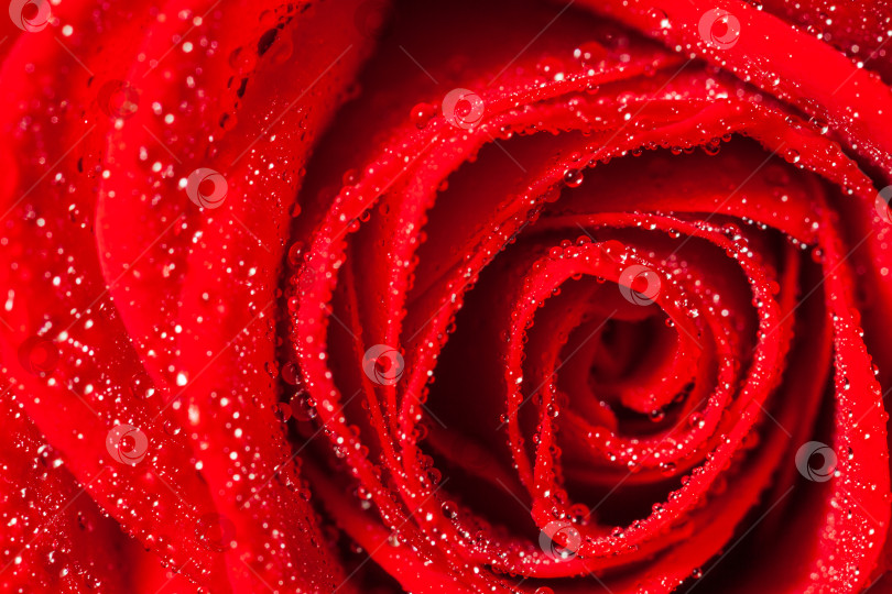 Скачать макросъемка лепестков бутона красной розы с каплями воды крупным планом сверху фотосток Ozero