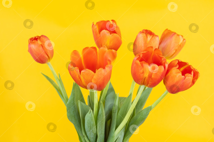 Скачать букет оранжевых цветущих тюльпанов на желтом фоне фотосток Ozero