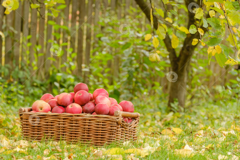 Скачать спелые красные яблоки в плетеной корзине на траве в осеннем саду фотосток Ozero