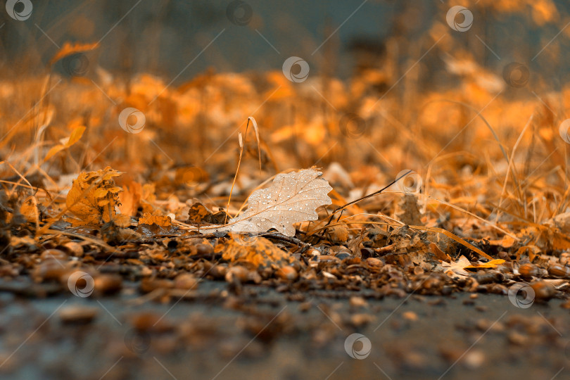 Скачать Дубовый лист осеннего леса в сентябре фотосток Ozero