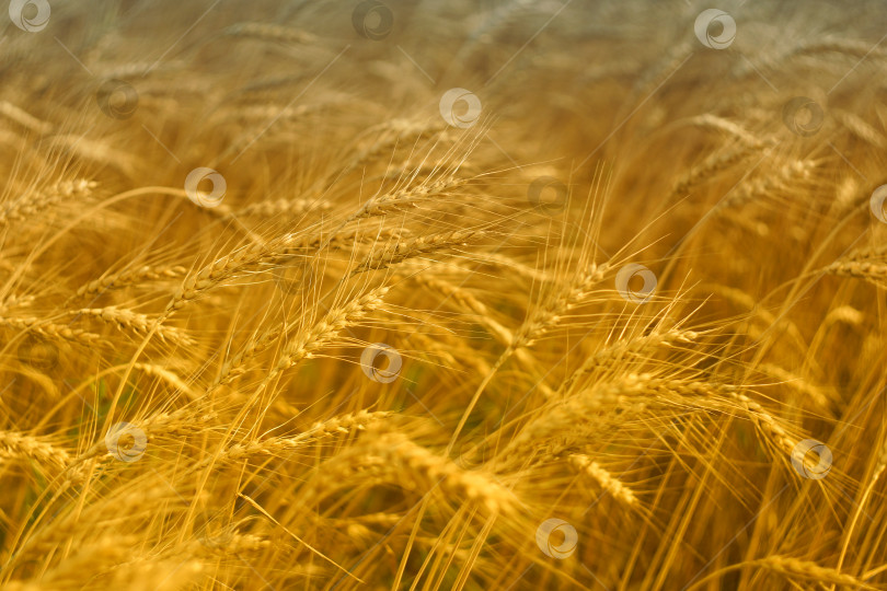 Скачать Сезонный сбор урожая пшеницы на полях фотосток Ozero