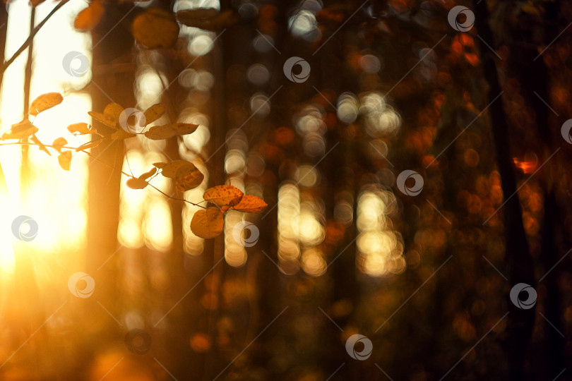 Скачать Осень в лесу, природа на открытом воздухе прекрасна фотосток Ozero