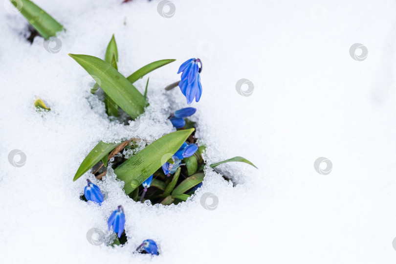 Скачать весенние цветущие колокольчики на снегу фотосток Ozero