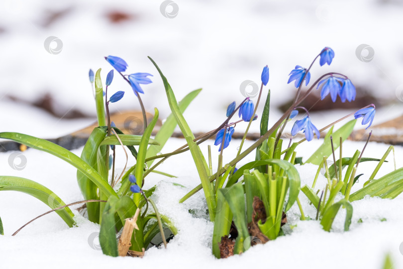 Скачать весенние цветущие колокольчики на снегу фотосток Ozero