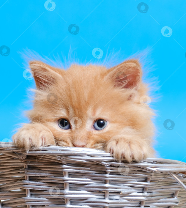 Скачать маленький рыжий котенок с голубыми глазами в плетеной корзинке на синем фоне фотосток Ozero
