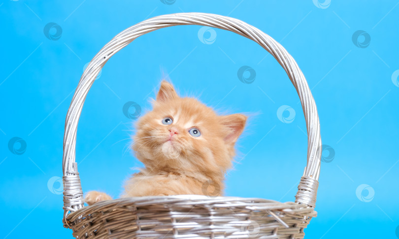 Скачать маленький рыжий котенок с голубыми глазами в плетеной корзинке на синем фоне фотосток Ozero