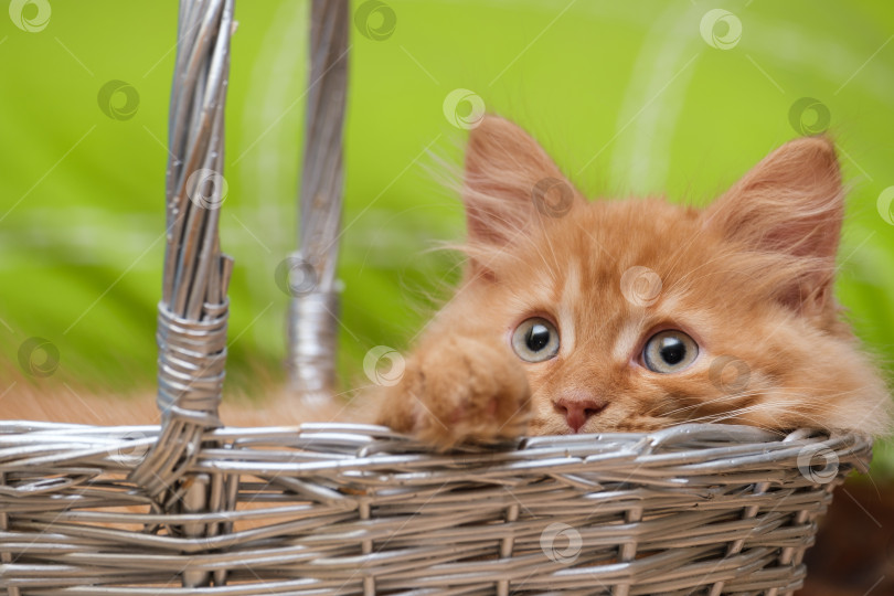 Скачать рыжий кот в плетеной корзине на зеленом фоне фотосток Ozero