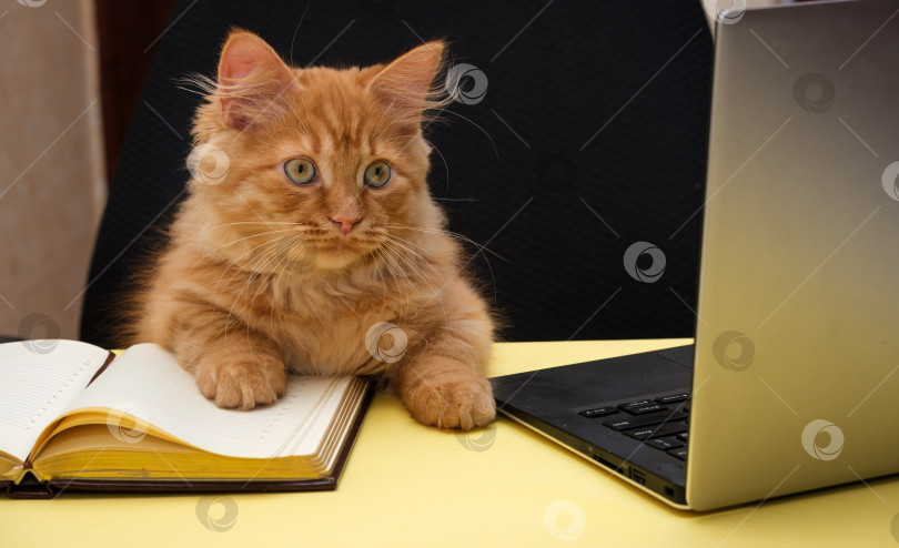 Скачать кот сидит за столом рядом с дневником и ноутбуком фотосток Ozero