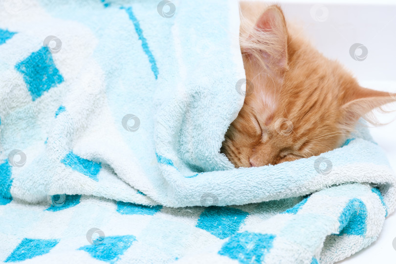 Скачать рыжий кот спит, завернувшись в одеяло фотосток Ozero