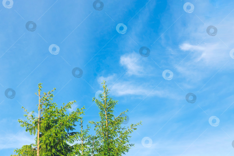Скачать Макушки деревьев на фоне ясного синего неба. фотосток Ozero