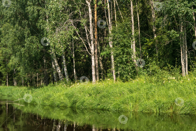 Скачать природный ландшафт, поросший травой берег лесной реки, вид с воды в солнечный день фотосток Ozero