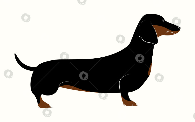 Скачать Векторный рисунок. Черная собака, изолированная на белом фоне. Немецкая такса фотосток Ozero