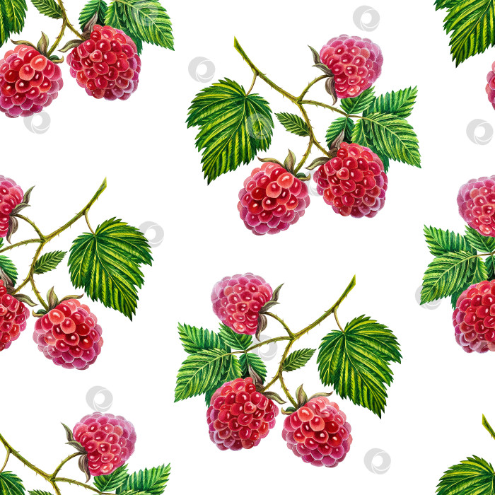 Скачать Малина. Узор с веточками малины, ягодами и листьями. Акварельная иллюстрация. На белом фоне. фотосток Ozero