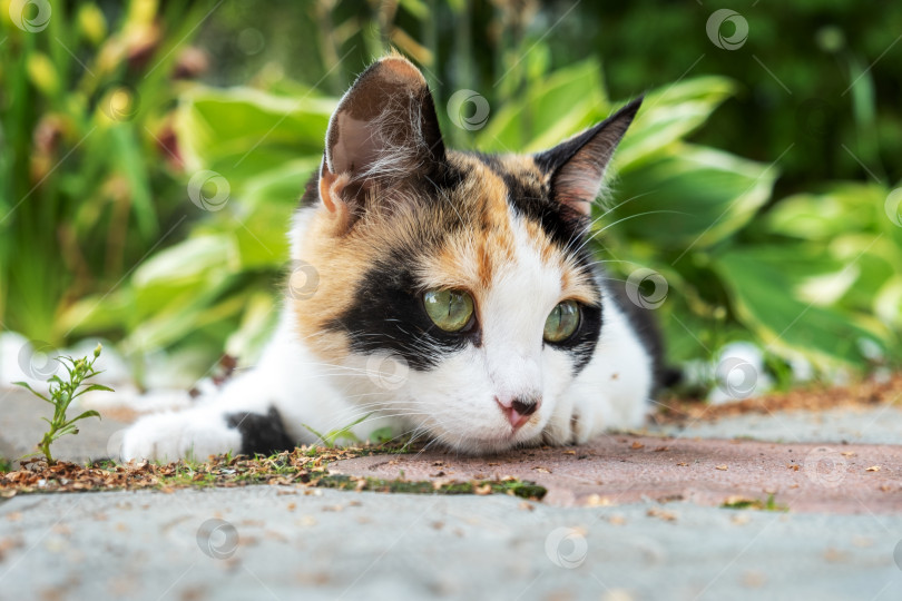Скачать Лежит симпатичный молодой трехцветный бродячий кот. фотосток Ozero