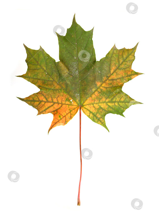 Скачать Зеленый и желтый осенний кленовый лист на изолированном белом фоне фотосток Ozero