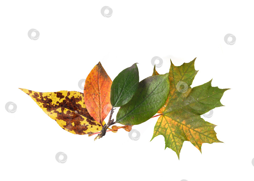 Скачать Красные, желтые и зеленые осенние листья, выделенные на белом фоне фотосток Ozero