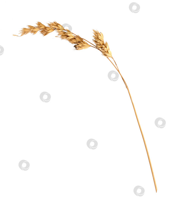 Скачать Сухая трава, выделенная на белом фоне фотосток Ozero