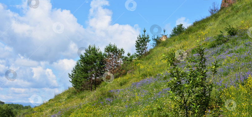 Скачать Цветы лаванды на склоне холма с голубым небом и белыми облаками. Животный мир Восточной Сибири. фотосток Ozero