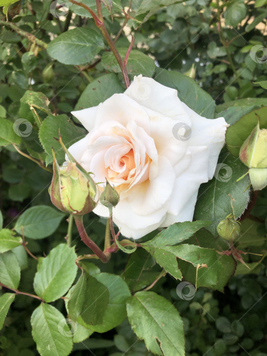 Скачать Фотография цветка розы фотосток Ozero